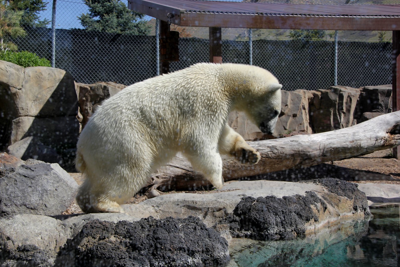 polar bear (Ursus maritimus)