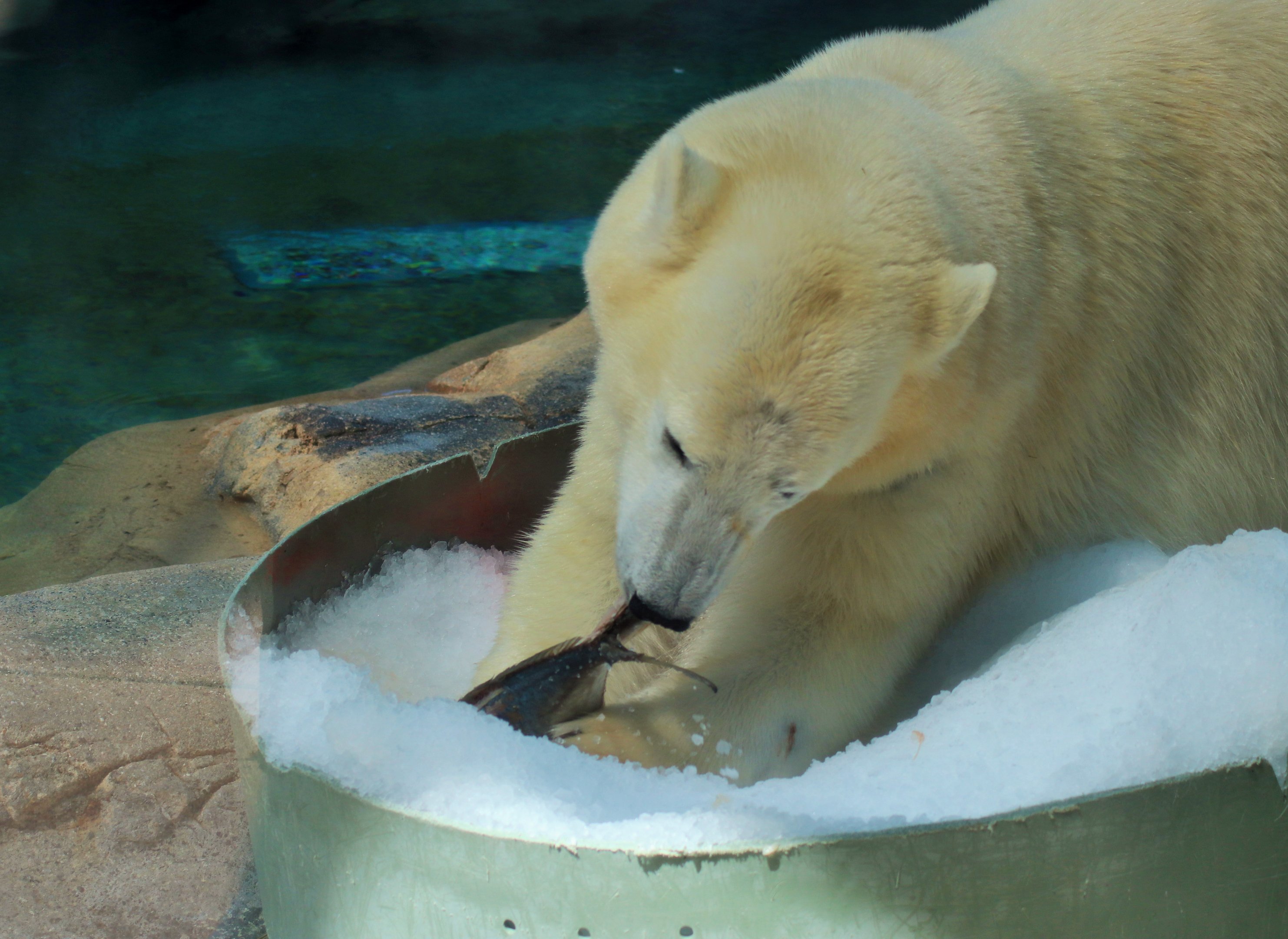 Polar Bear (Ursus maritimus)