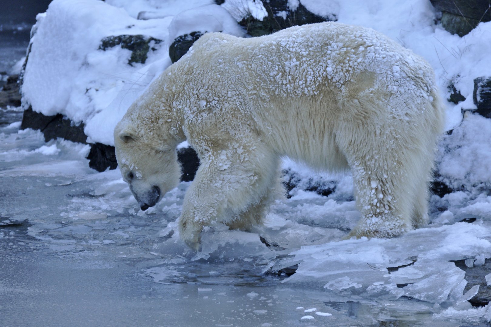 Polar bear (Ursus maritimus)