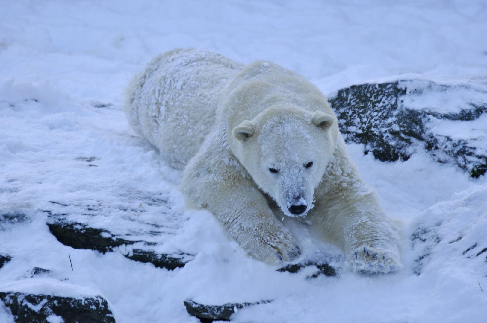 Polar bear (Ursus maritimus)