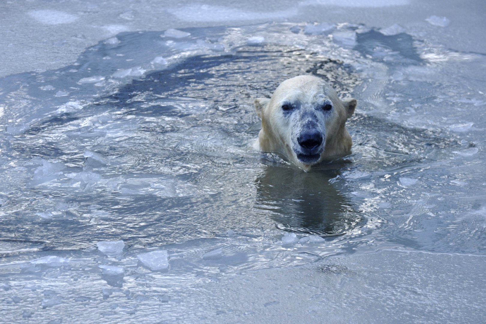 Polar bear (Ursus maritimus)