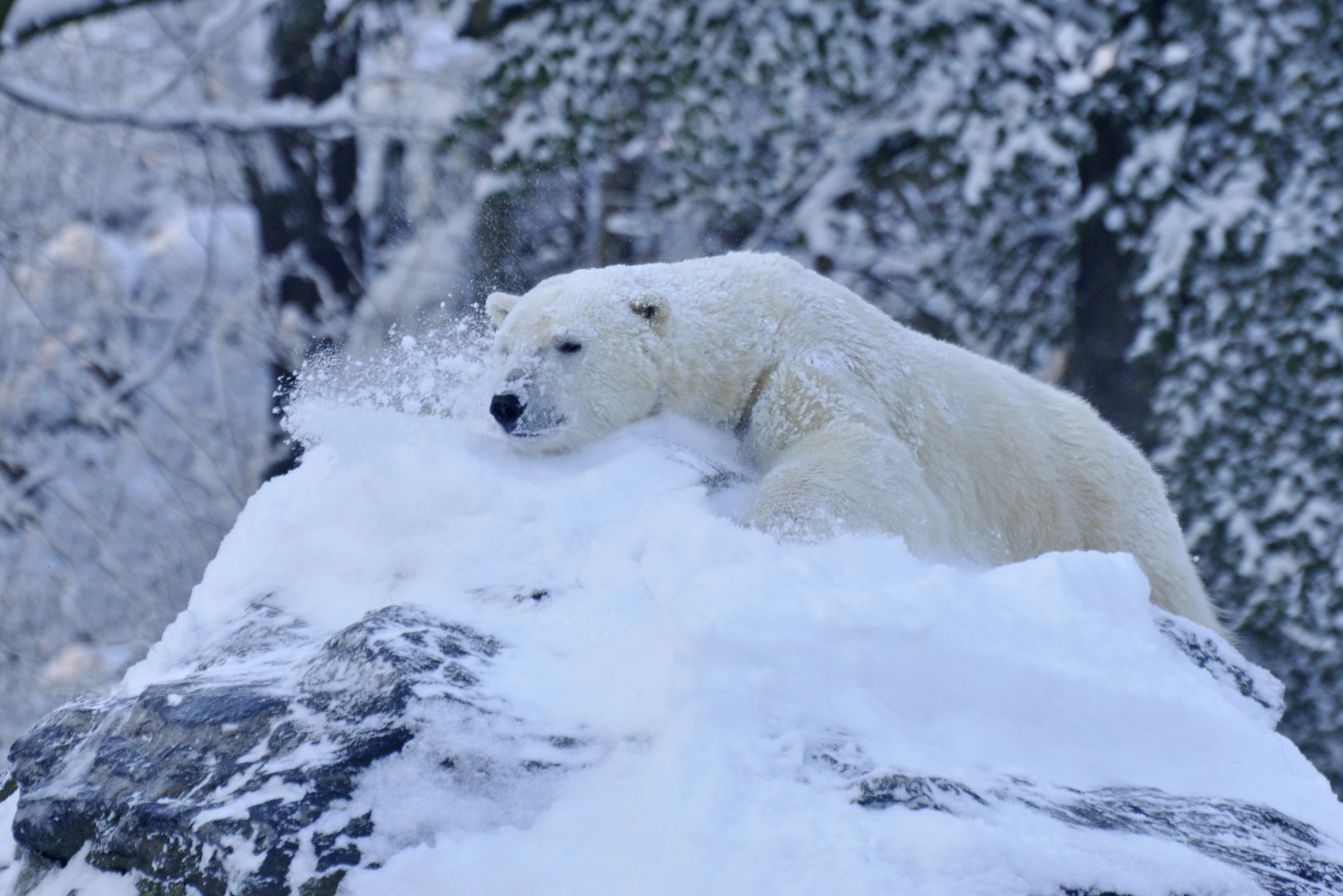 Polar bear (Ursus maritimus)