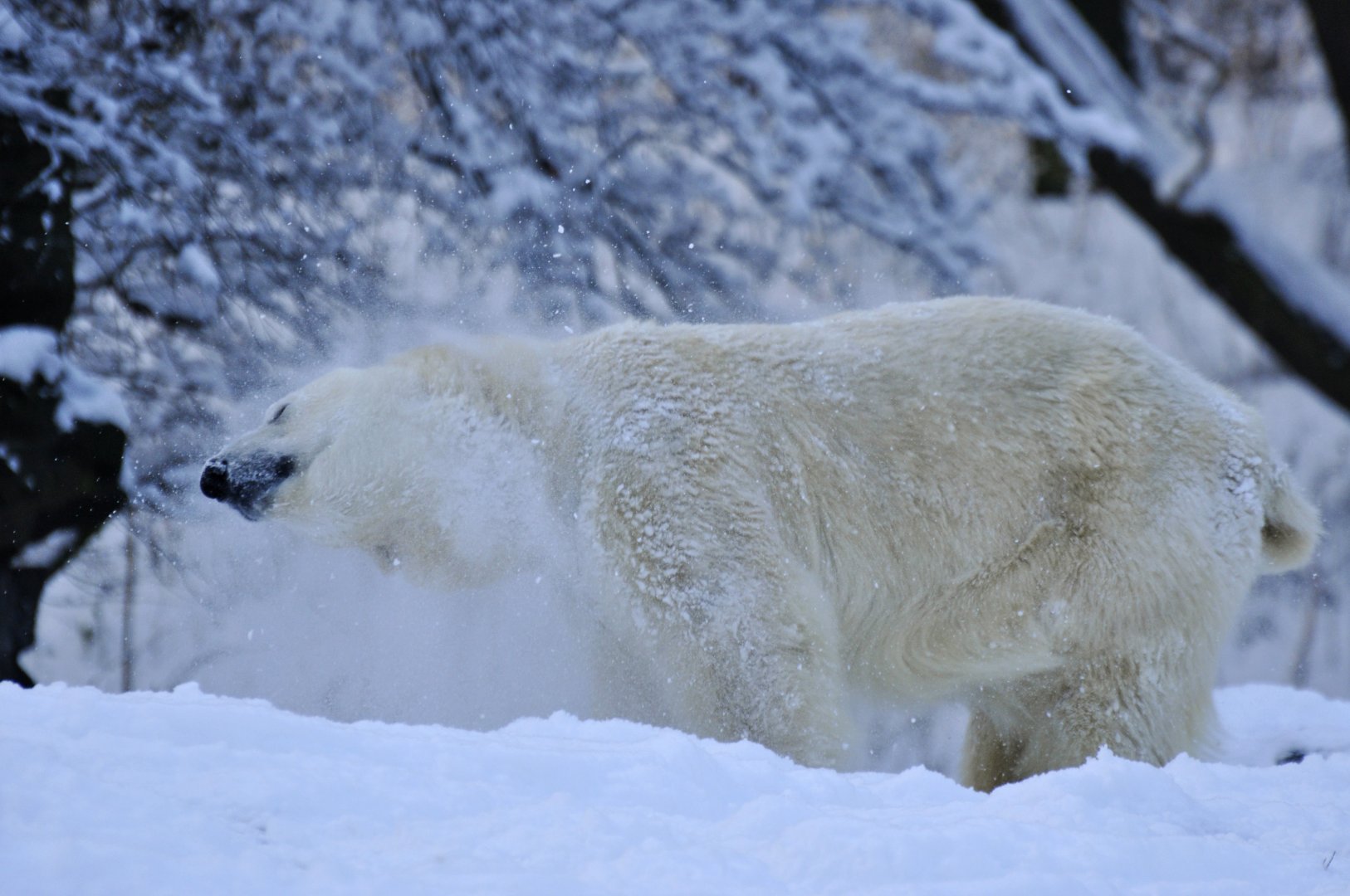 Polar bear (Ursus maritimus)