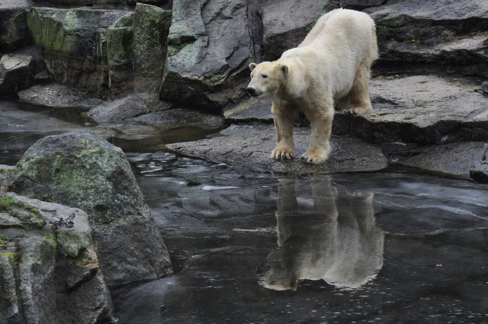 Polar bear (Ursus maritimus)