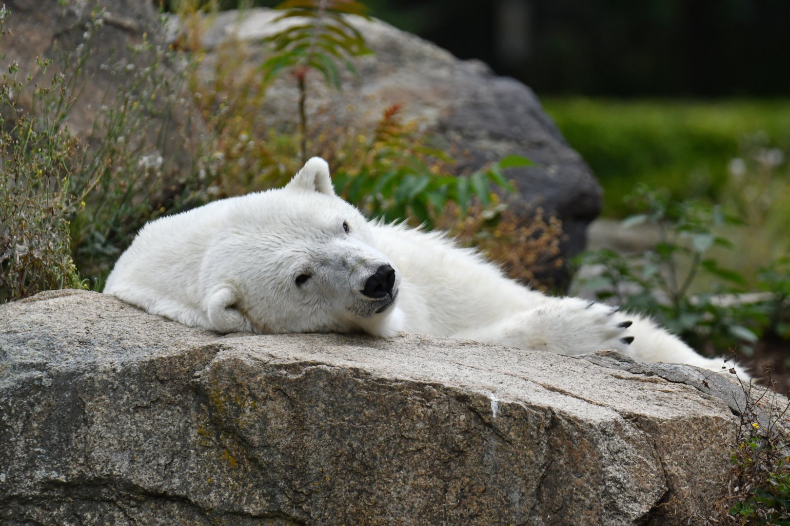 Polar bear (Ursus maritimus)