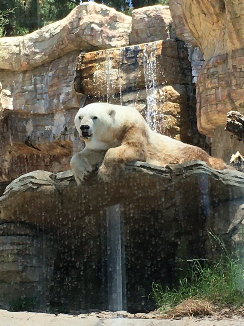 Polar Bear (Ursus maritimus)