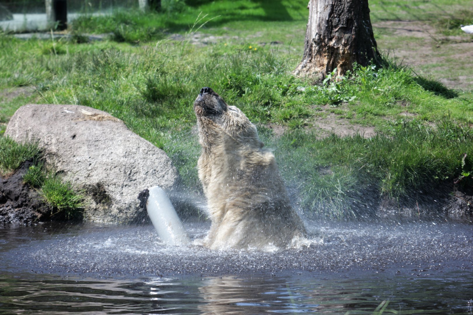 Polar bear (Ursus maritimus)