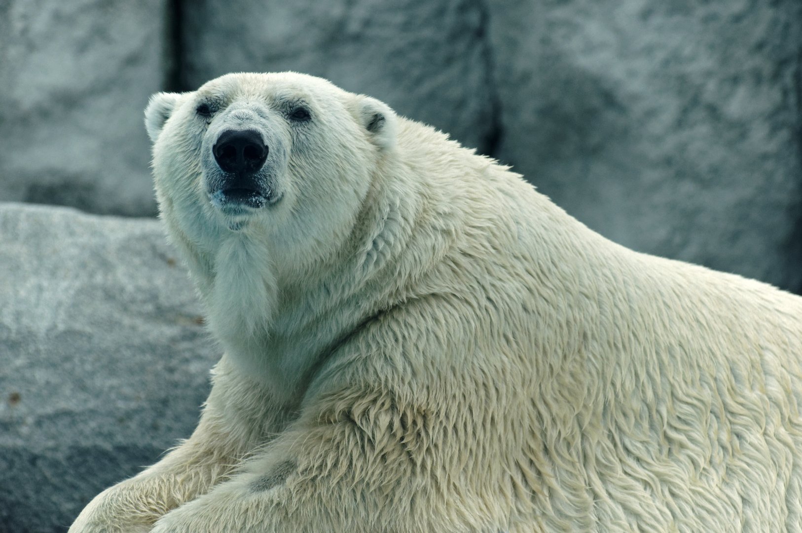Polar bear (Ursus maritimus)