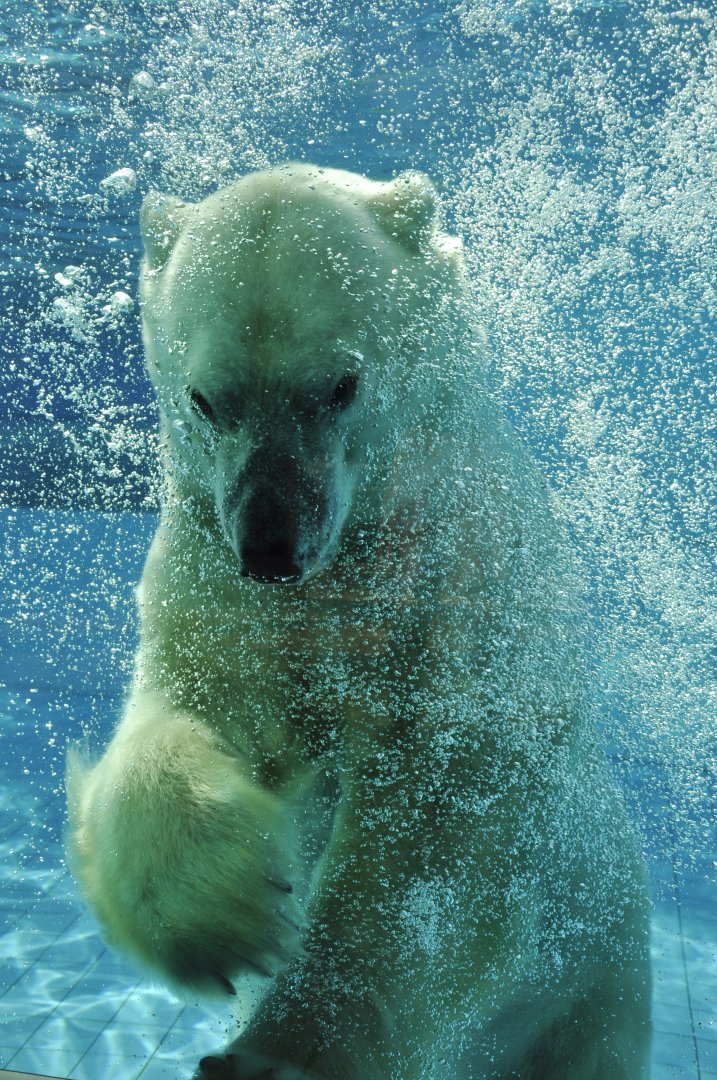Polar bear (Ursus maritimus)