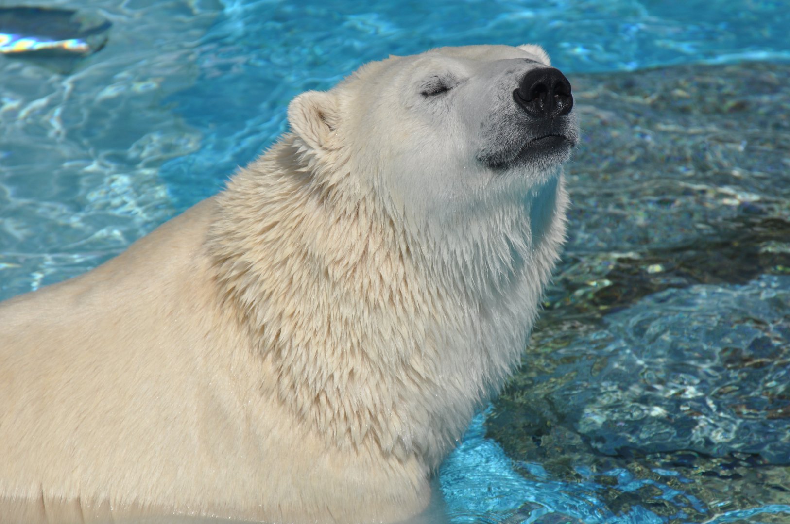 Polar bear (Ursus maritimus)