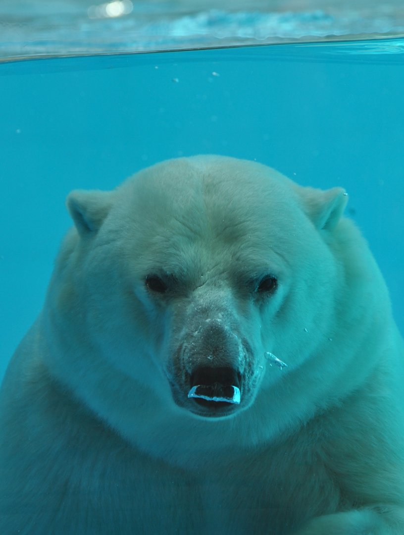 Polar bear (Ursus maritimus)