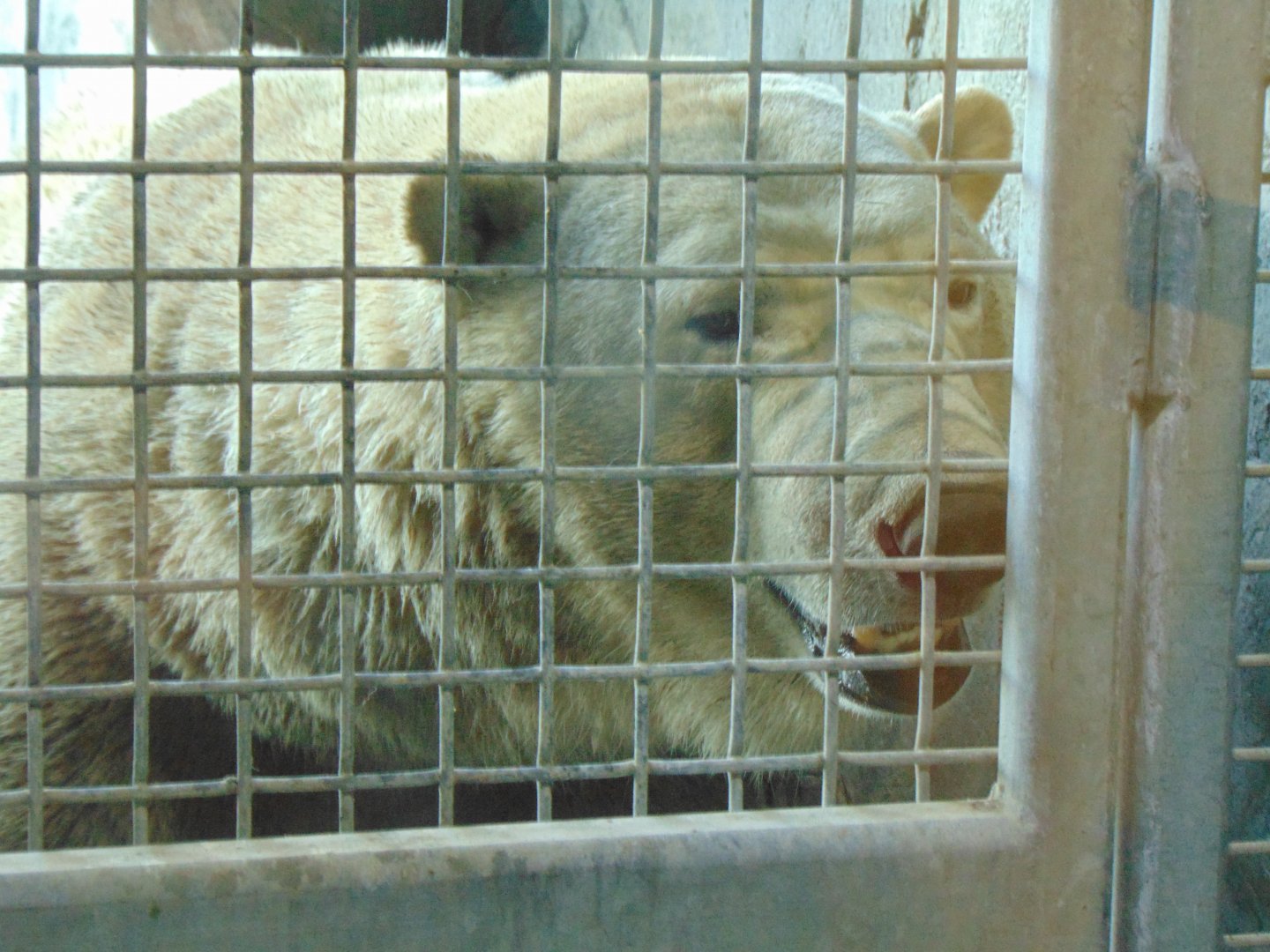 Polar Bear (Ursus maritimus)