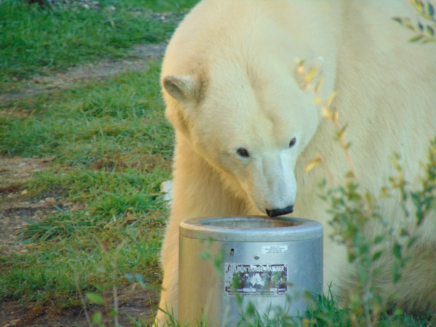Polar Bear (Ursus maritimus)