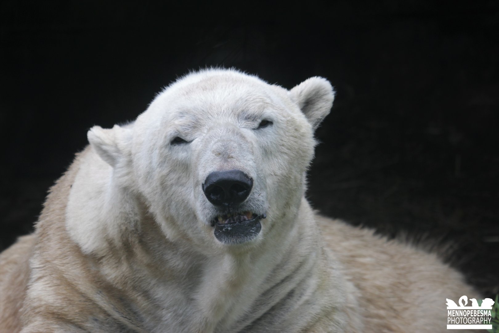Polar bear (Ursus maritimus)