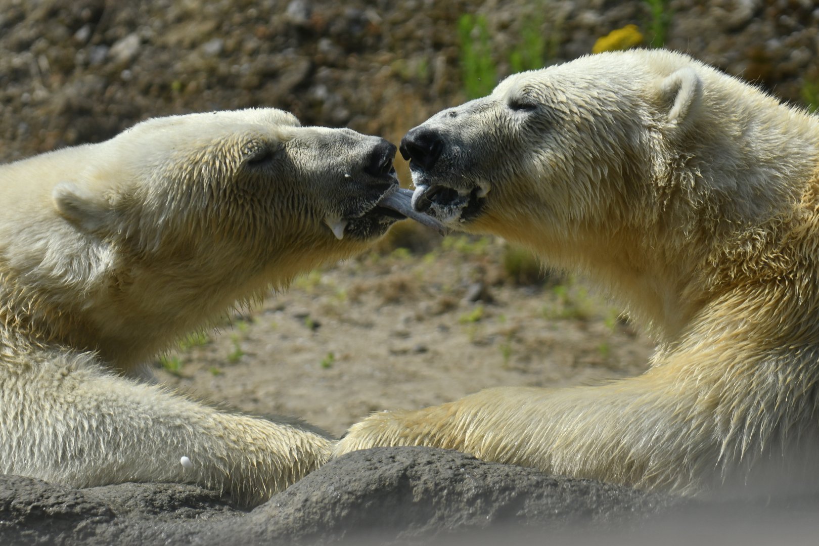 Polar bear (Ursus maritimus)