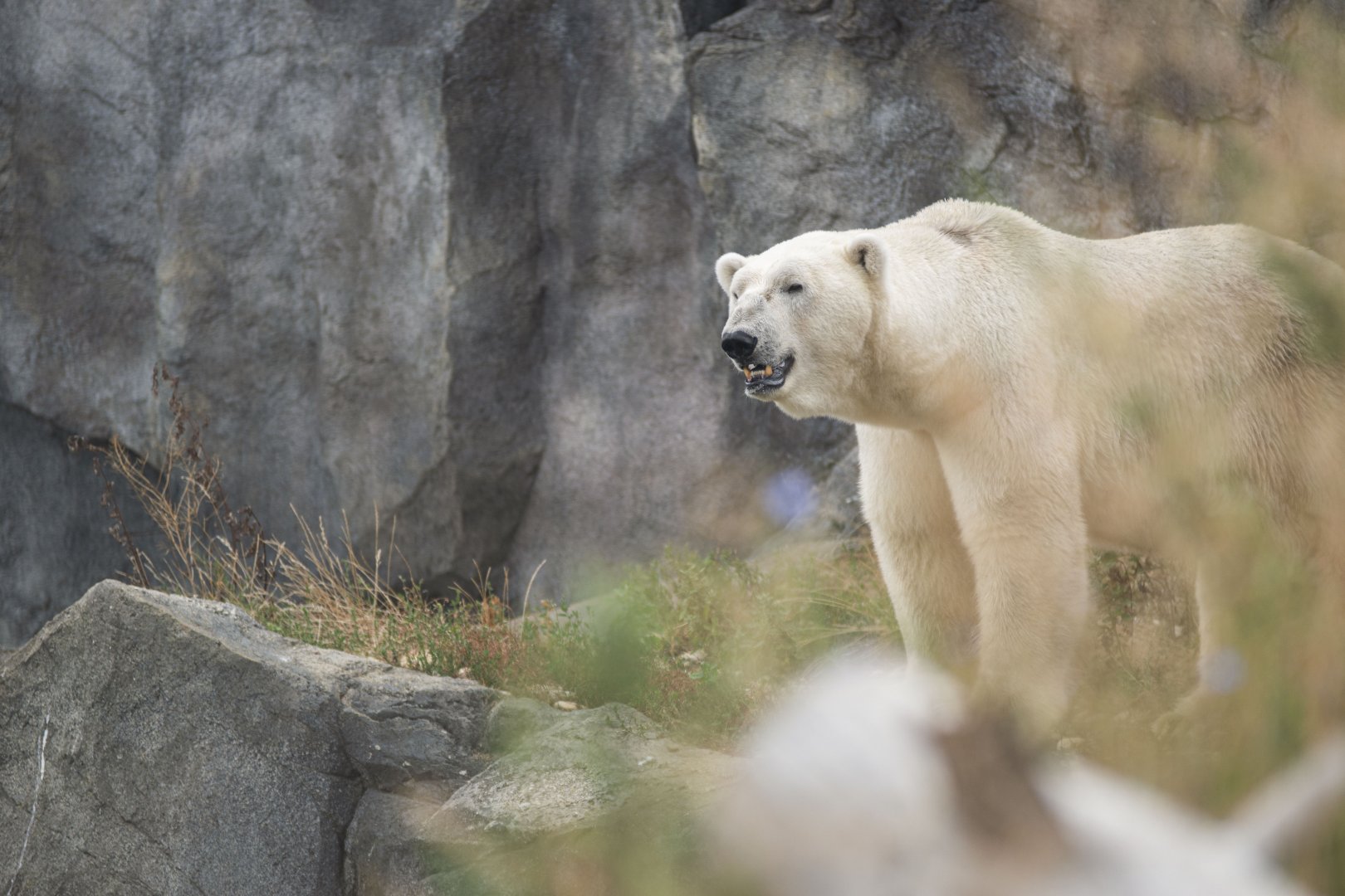 Polar bear (Ursus maritimus)