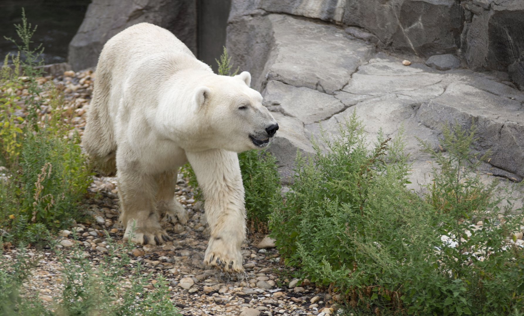 Polar bear (Ursus maritimus)