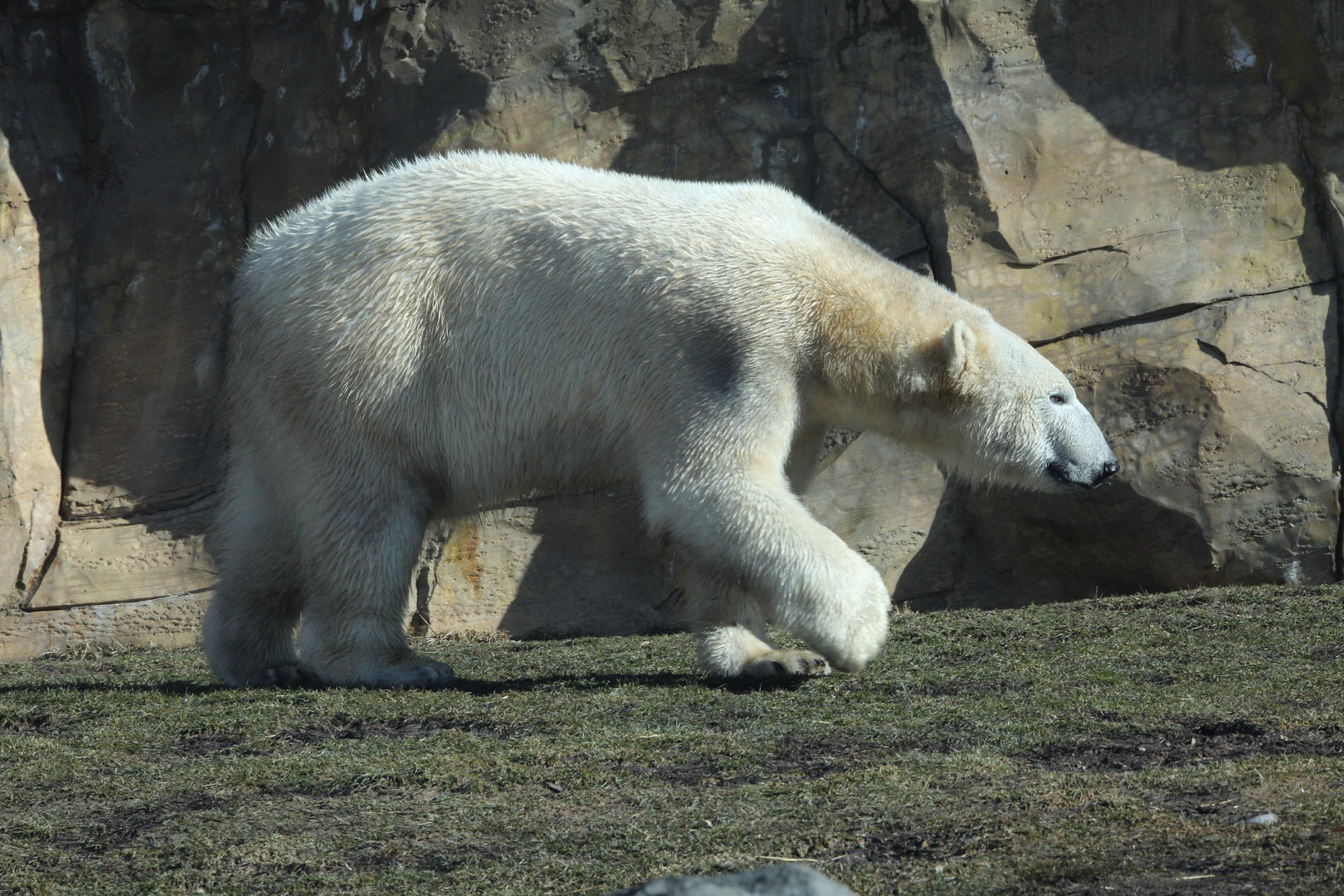 Polar Bear/ Ursus maritimus