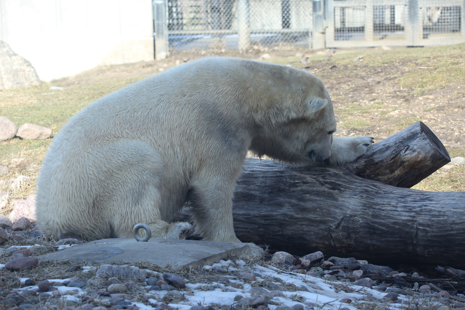 Polar Bear/ Ursus maritimus