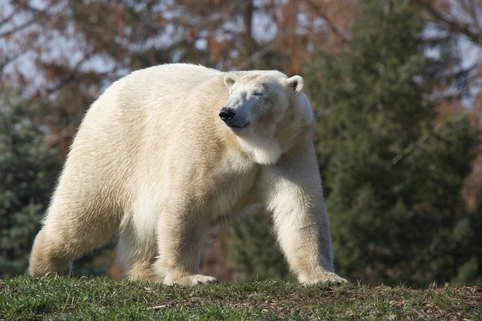 Polar Bear/ Ursus maritimus