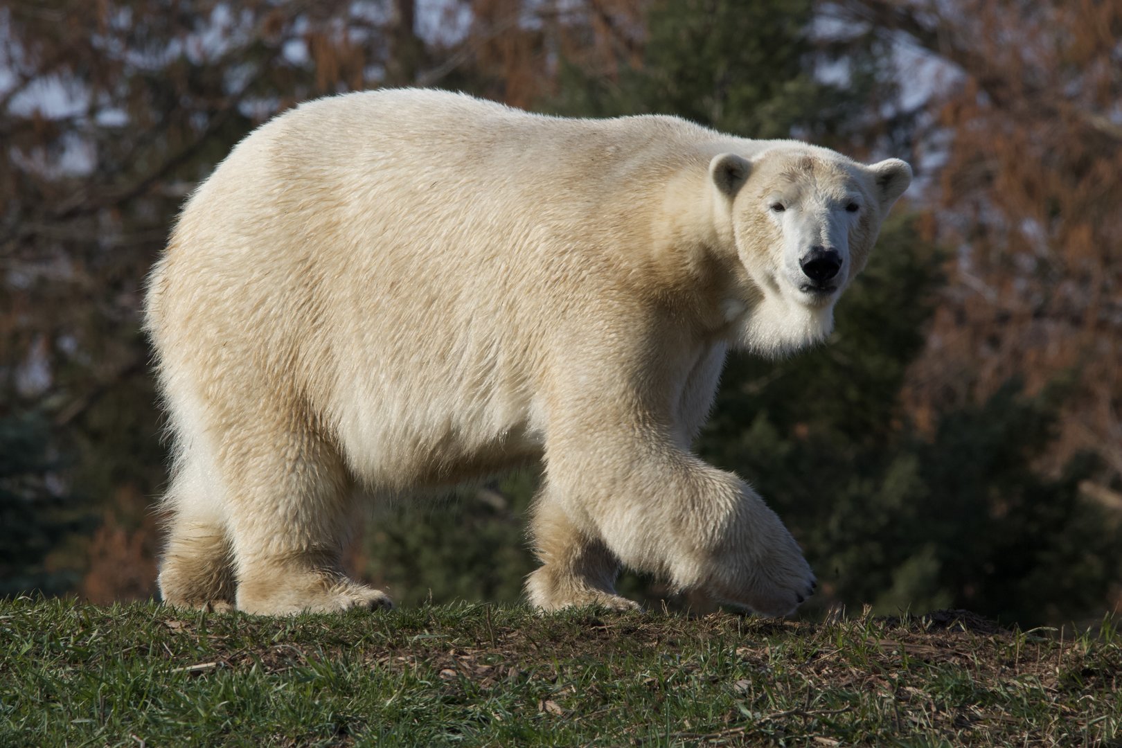 Polar Bear/ Ursus maritimus