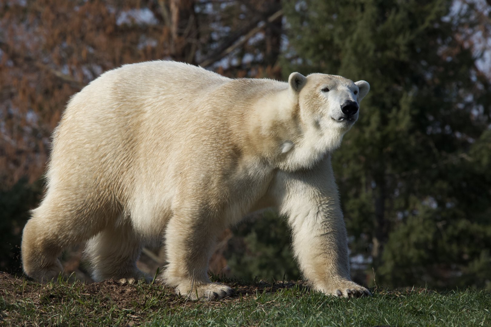 Polar Bear/ Ursus maritimus