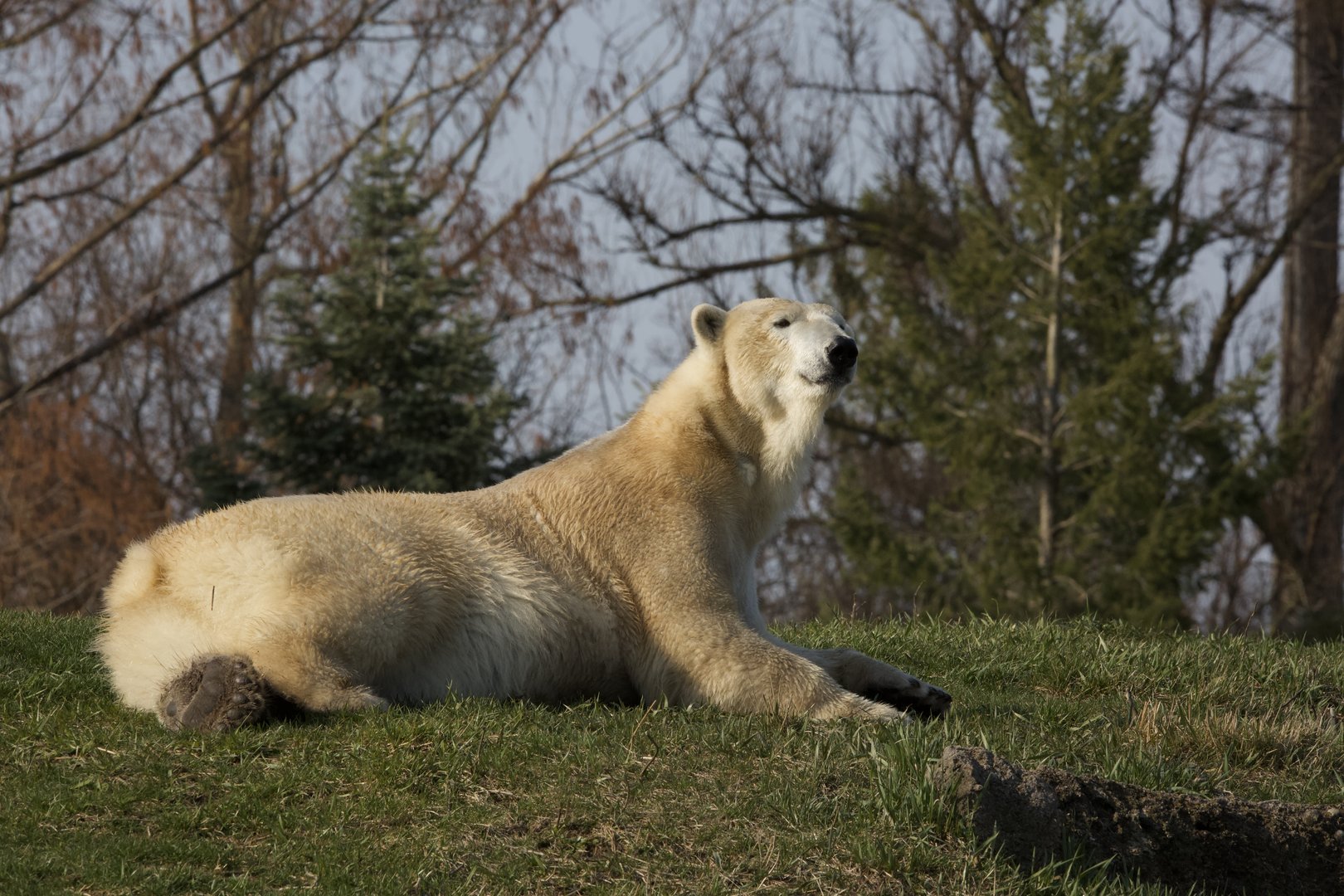 Polar Bear/ Ursus maritimus