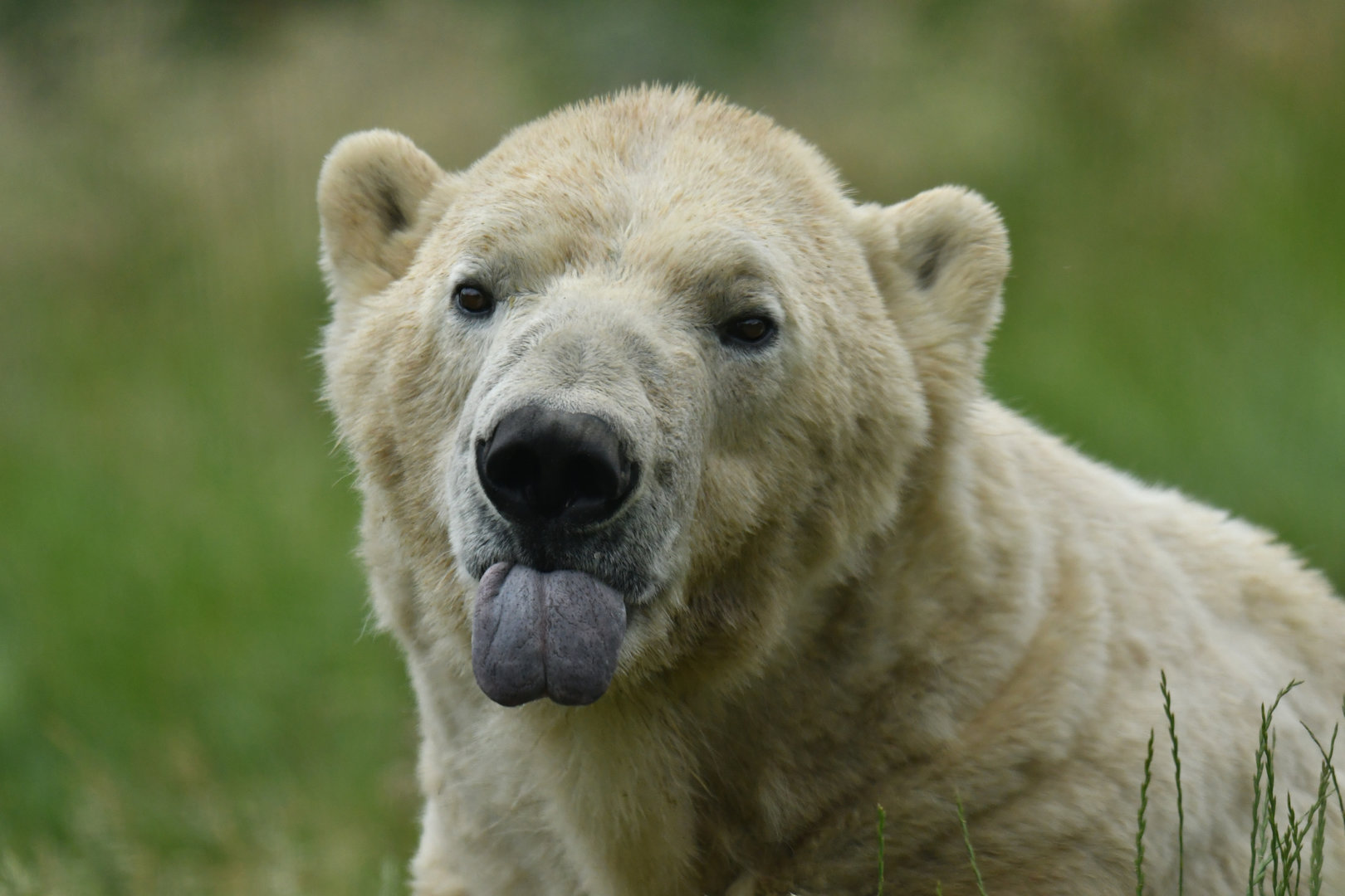 Polar bear (Ursus maritimus)