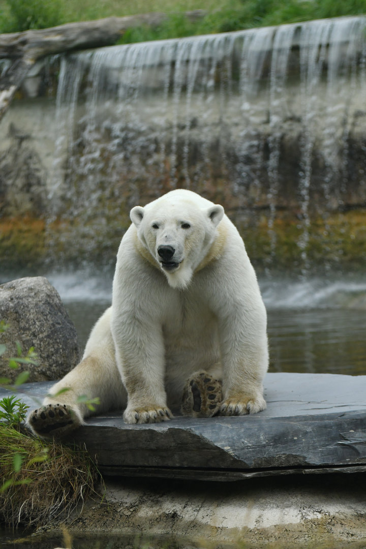 Polar bear (Ursus maritimus)