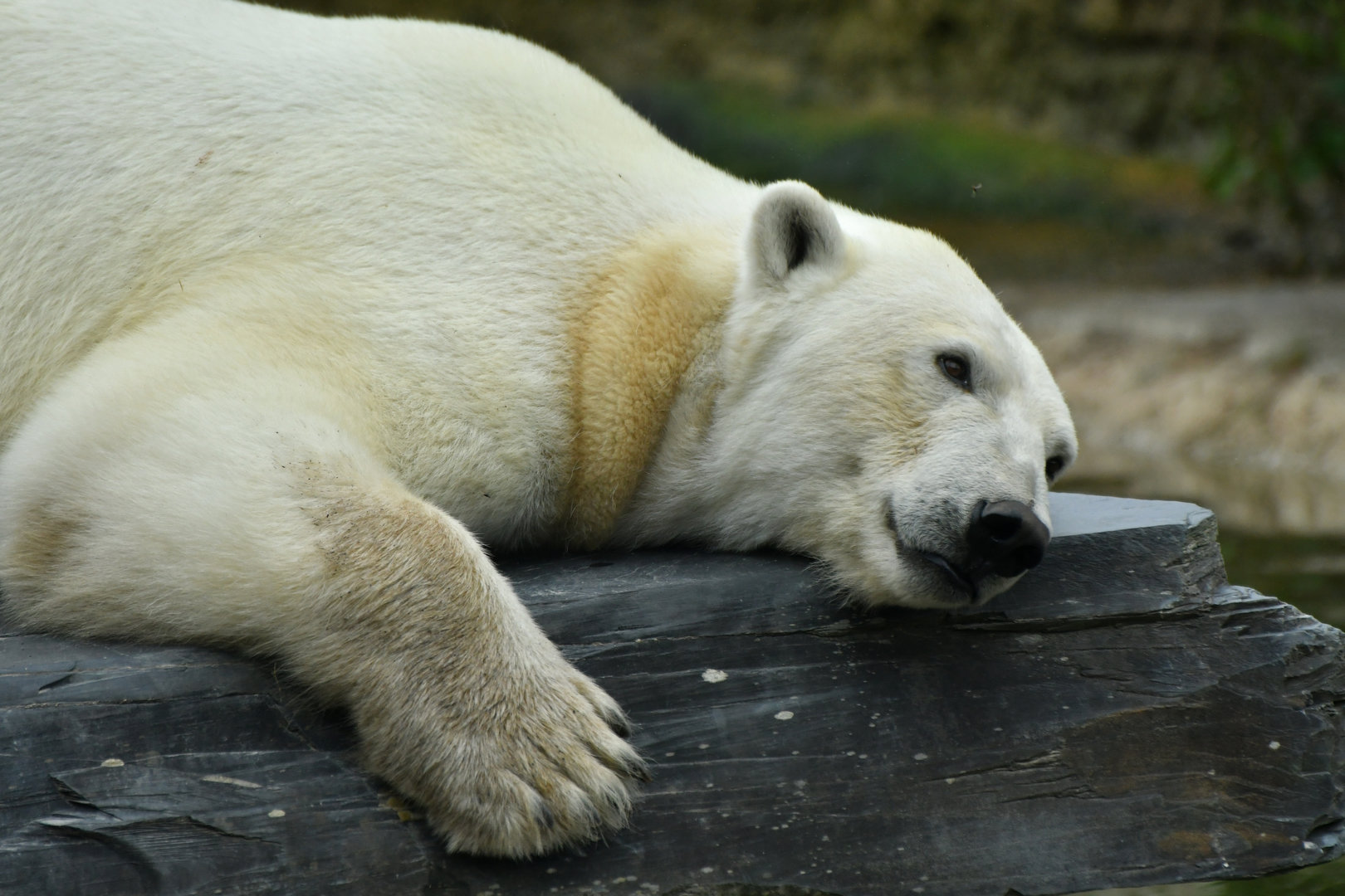Polar bear (Ursus maritimus)