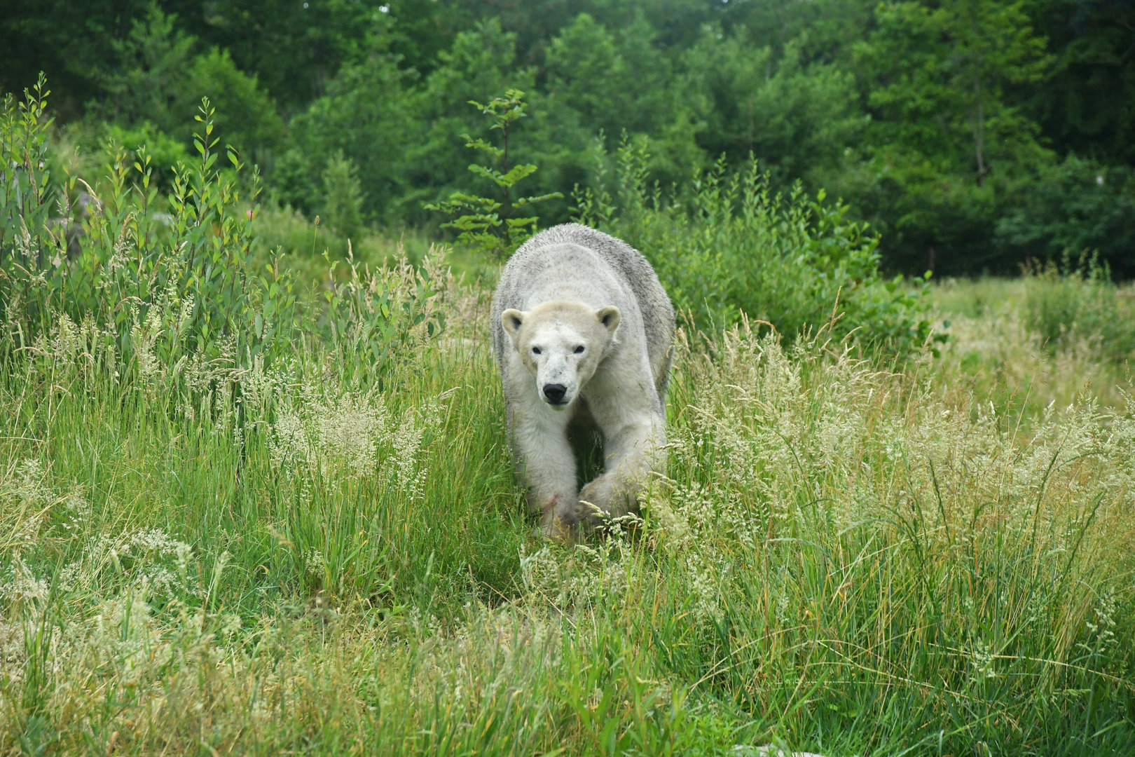 Polar bear (Ursus maritimus)