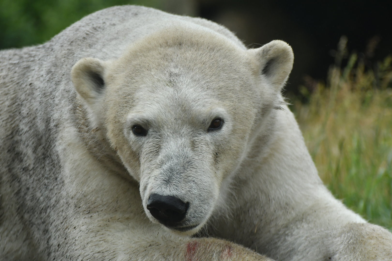 Polar bear (Ursus maritimus)