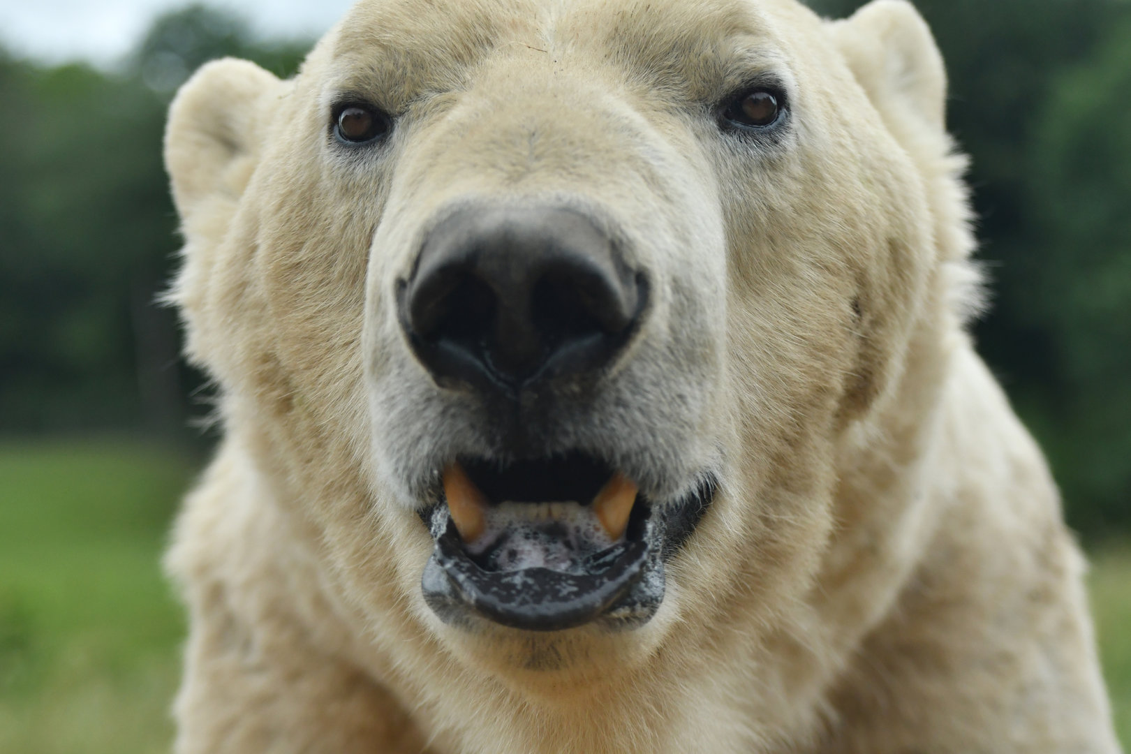 Polar bear (Ursus maritimus)