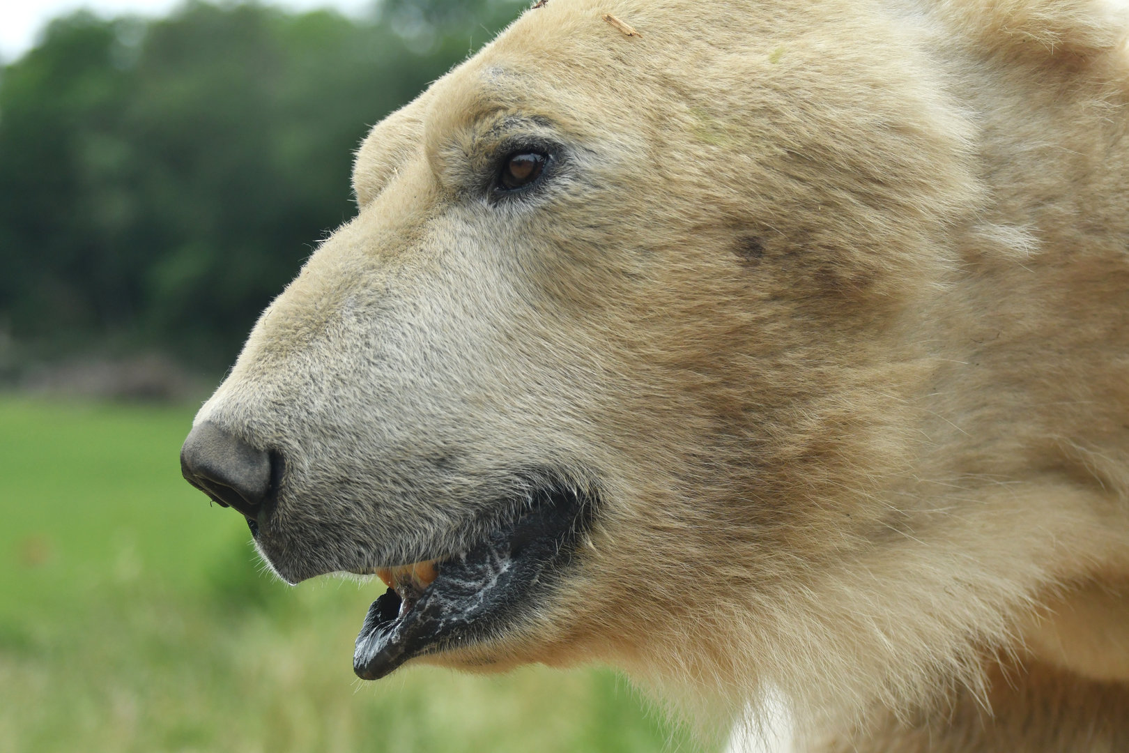 Polar bear (Ursus maritimus)