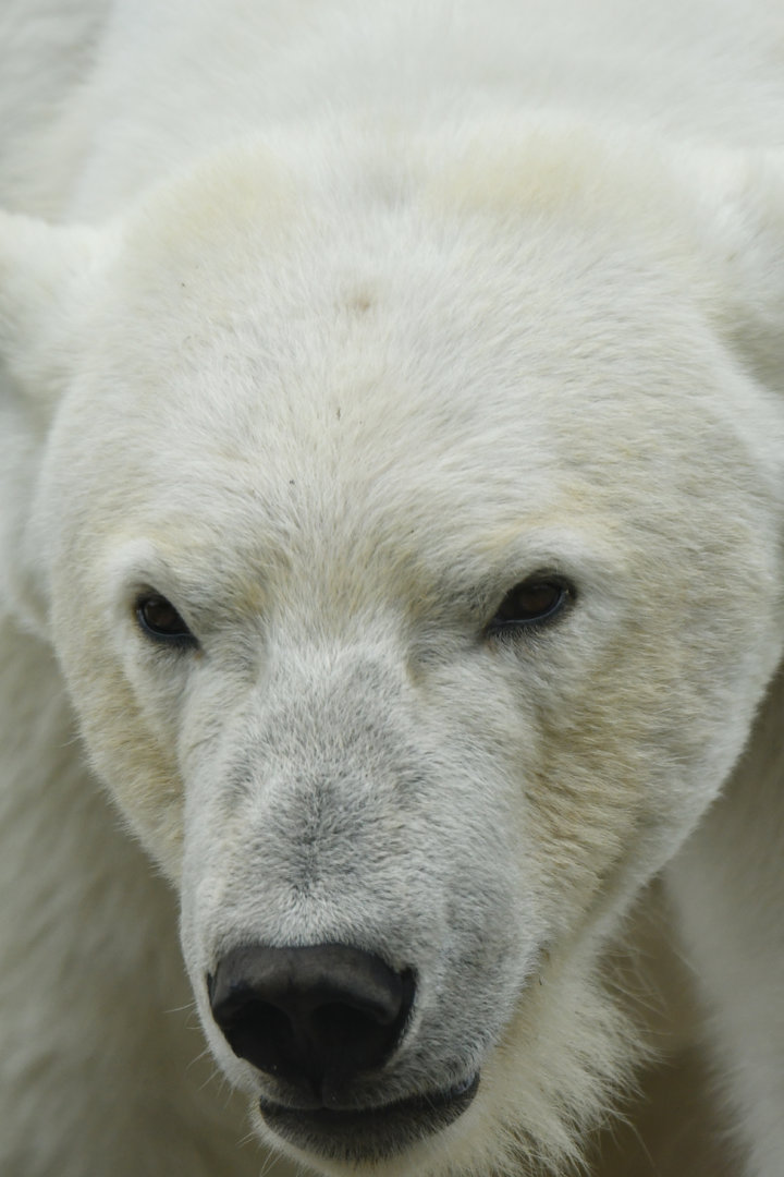 Polar bear (Ursus maritimus)