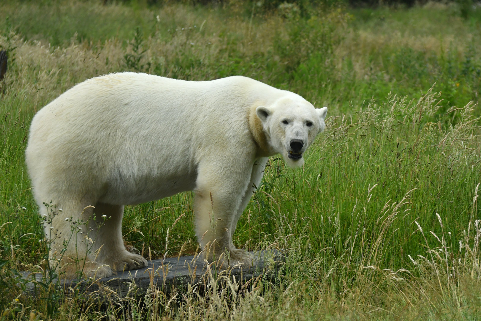 Polar bear (Ursus maritimus)