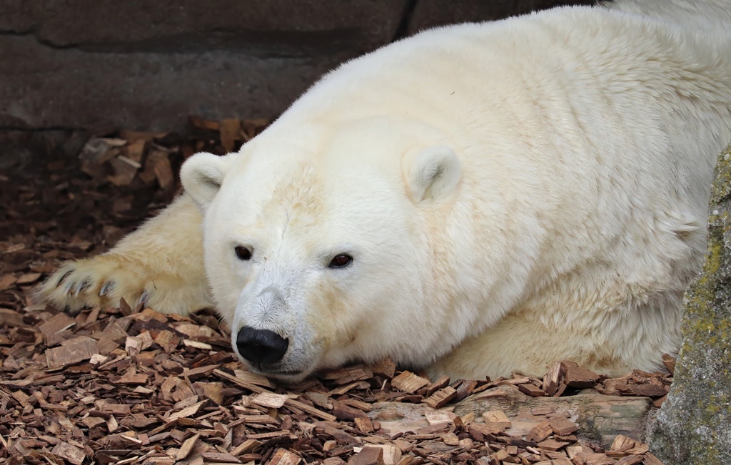 Polar bear (Ursus maritimus)
