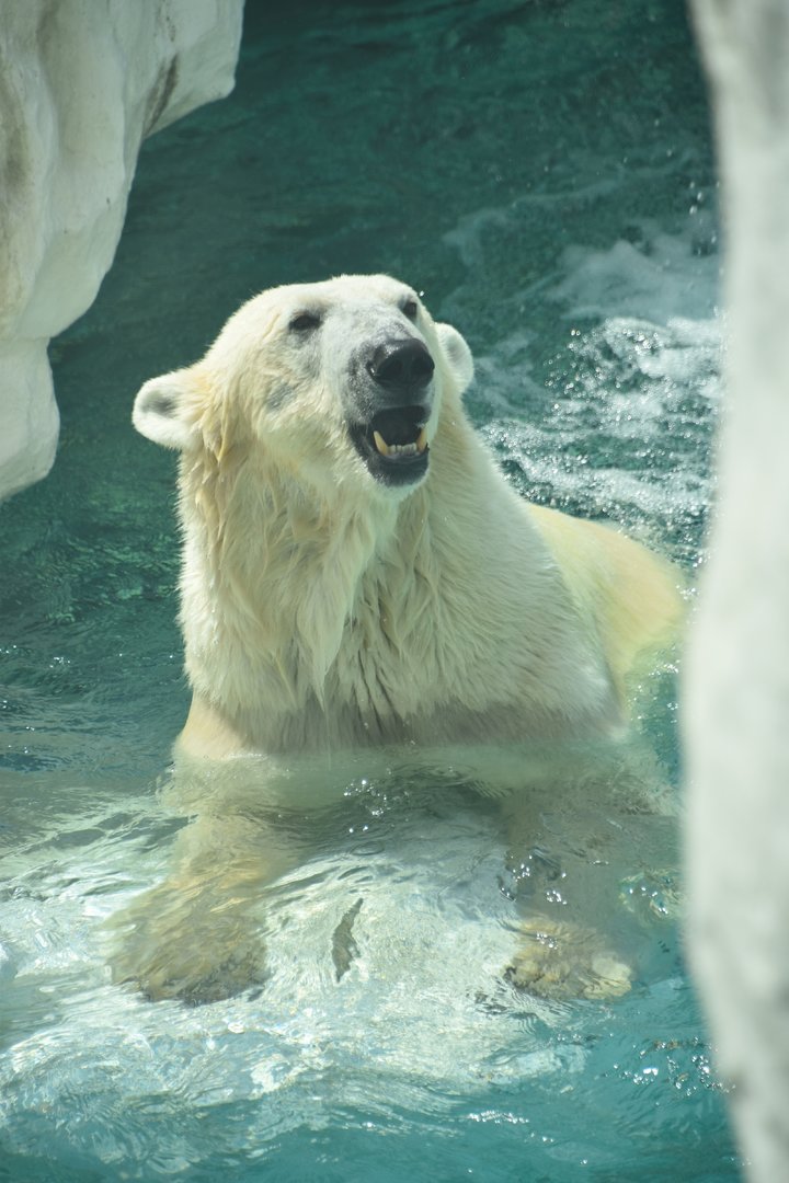 Polar bear (Ursus maritimus)
