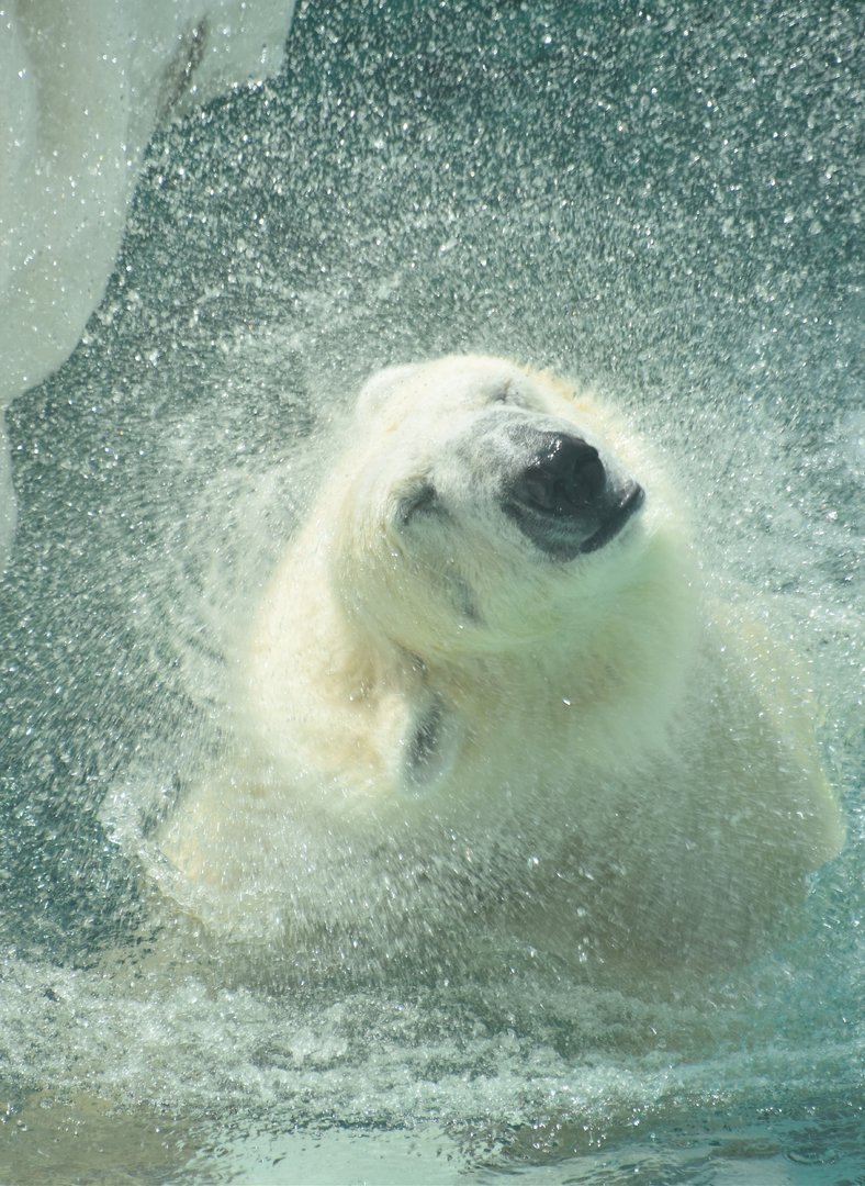 Polar bear (Ursus maritimus)