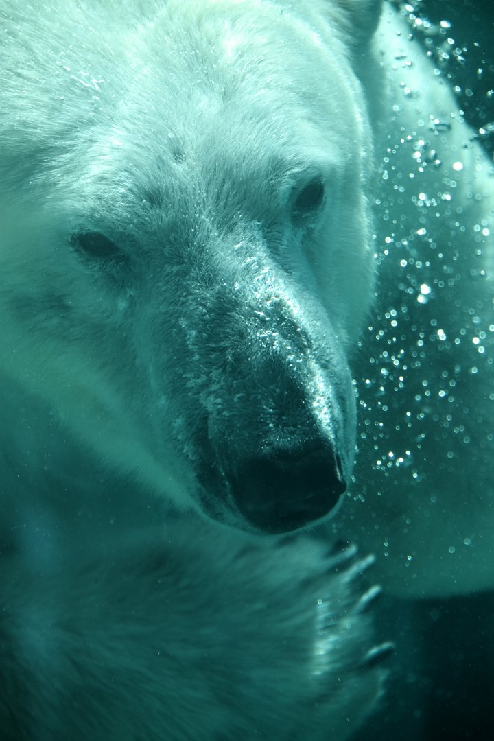 Polar bear (Ursus maritimus)