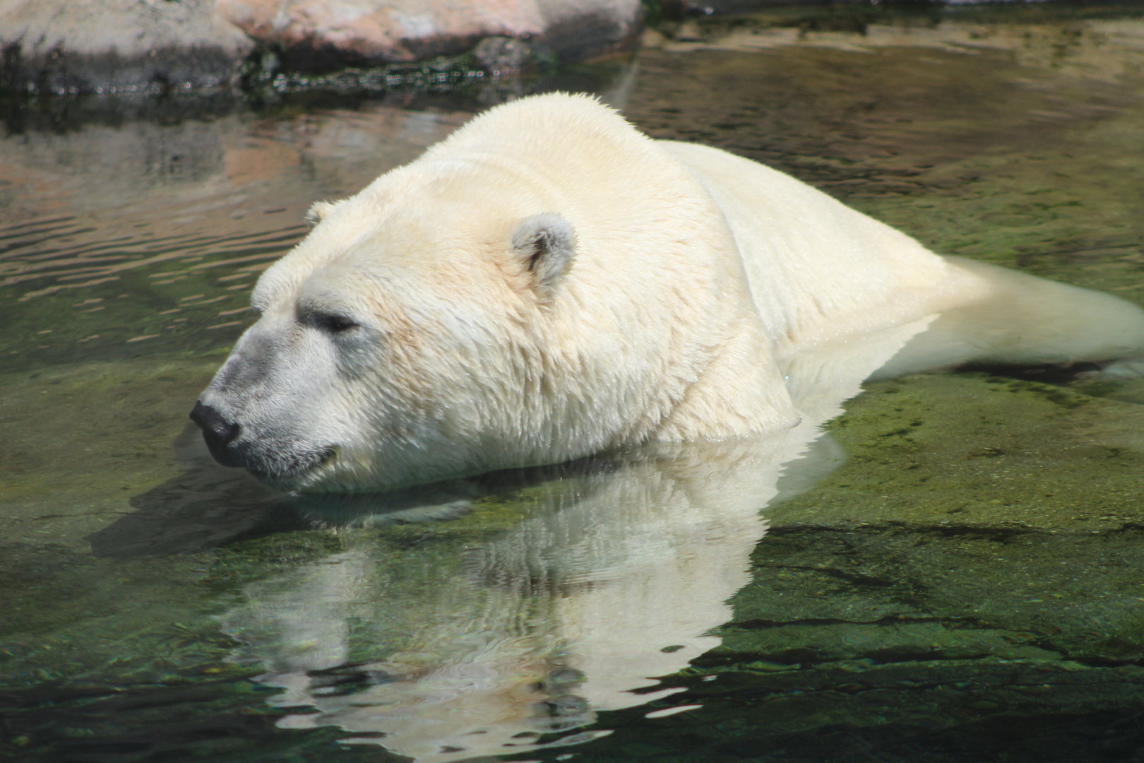 Polar Bear (Ursus maritimus)