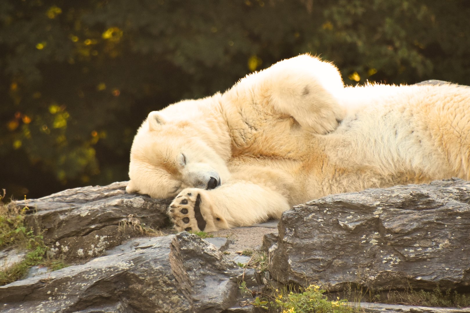 Polar bear, Ursus maritimus