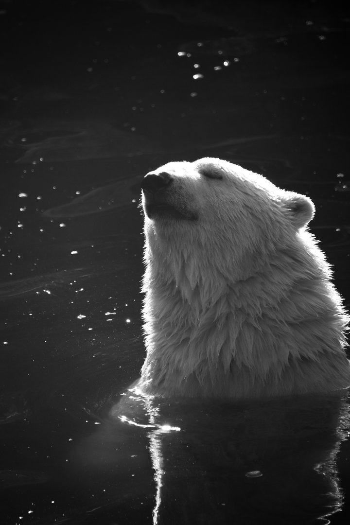 Polar bear, Ursus maritimus