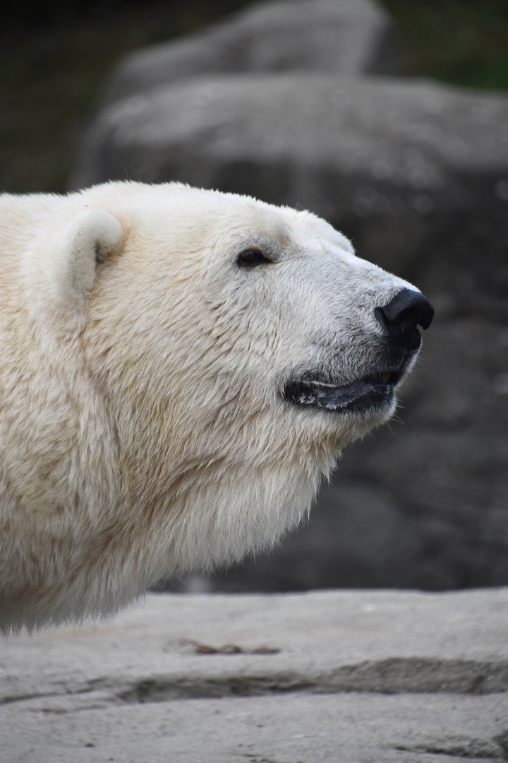 Polar bear, Ursus maritimus