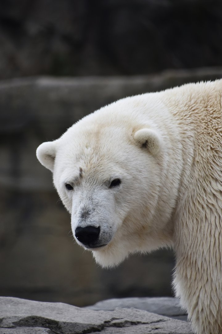 Polar bear, Ursus maritimus