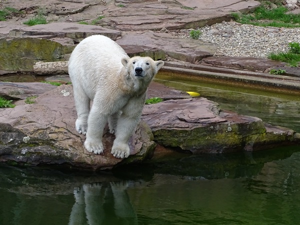 Polar bear (Ursus maritimus)