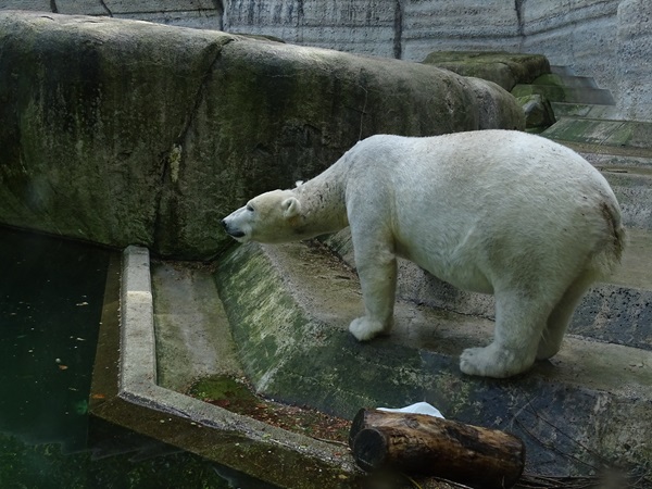 Polar bear (ursus maritimus)