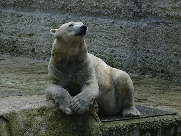 Polar bear (ursus maritimus)