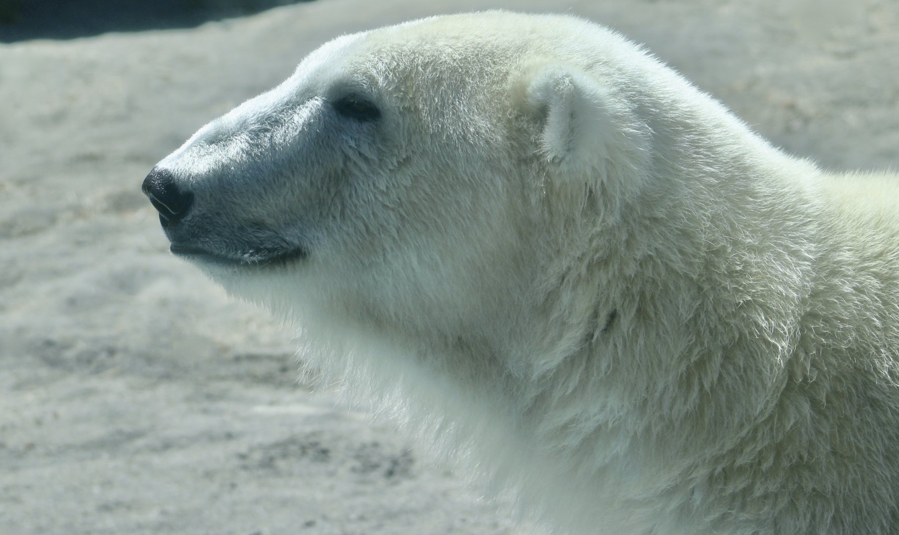 Polar Bear (Ursus maritimus)