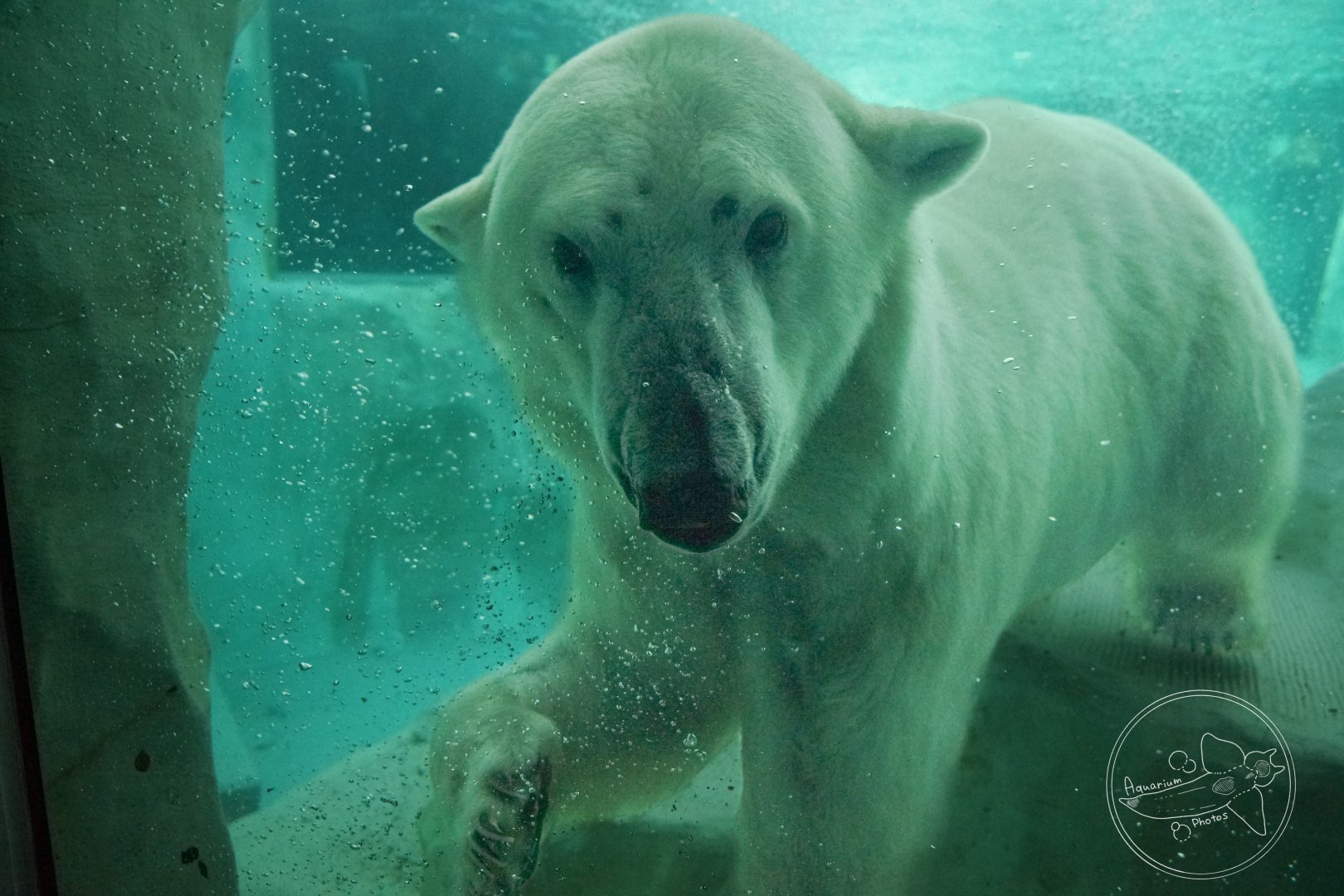 Polar Bear (Ursus maritimus)
